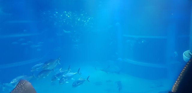 Osaka Aquarium KAIYUKAN - Glass Fish Tank
