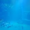 Osaka Aquarium KAIYUKAN - Glass Fish Tank